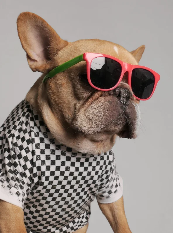 Pet holiday dress-up clothesMondo Pop Sunglasses