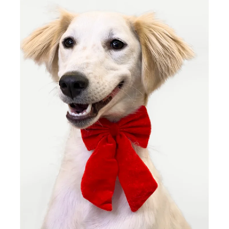 - Winter warm clothes for short-haired dogsPawgypets Pigtail Bowtie for Dogs and Cats (Red) - Winter warm clothes for short-haired dogsPawgypets Pigtail Bowtie for Dogs and Cats (Red)