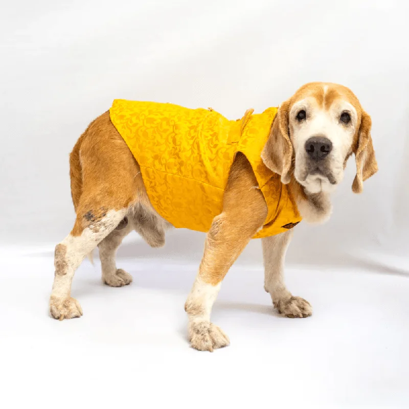  -Explosion-proof leash FOR LARGE dogsPawgypets Sherwani for Dogs and Cats (Yellow)